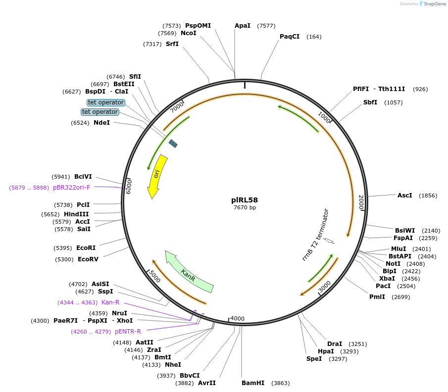 166886-plasmid-map-sequence-id-339556