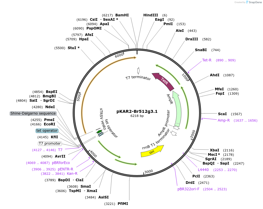 171200-plasmid-map-sequence-id-339557