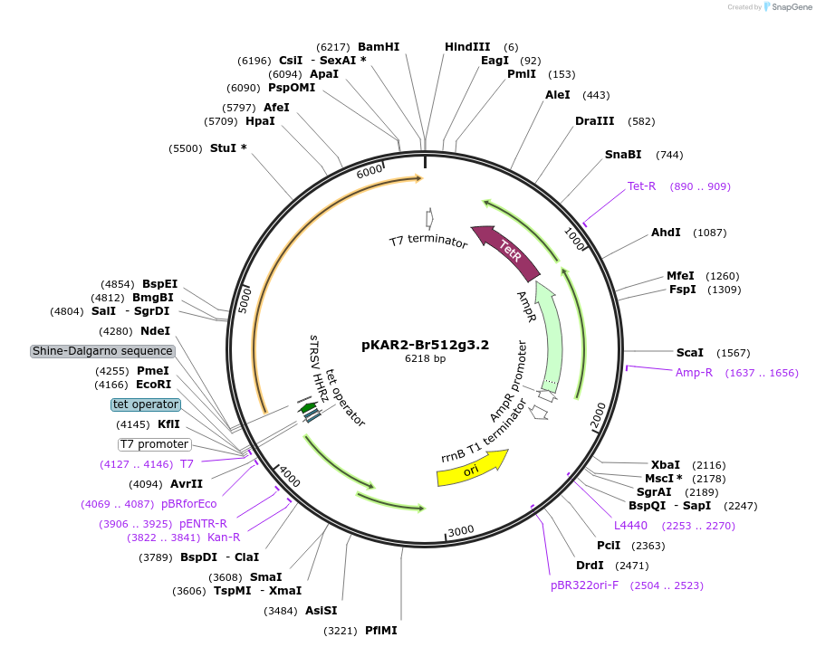 171201-plasmid-map-sequence-id-339558