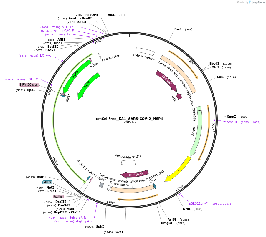 169379-plasmid-map-sequence-id-339562
