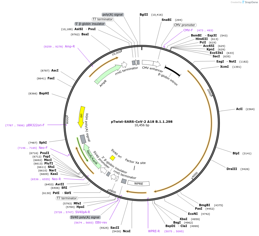 169460-plasmid-map-sequence-id-339568