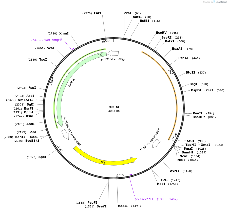 173481-plasmid-map-sequence-id-339572