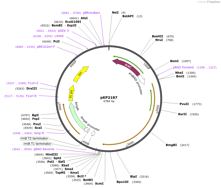 167640-plasmid-map-sequence-id-339573