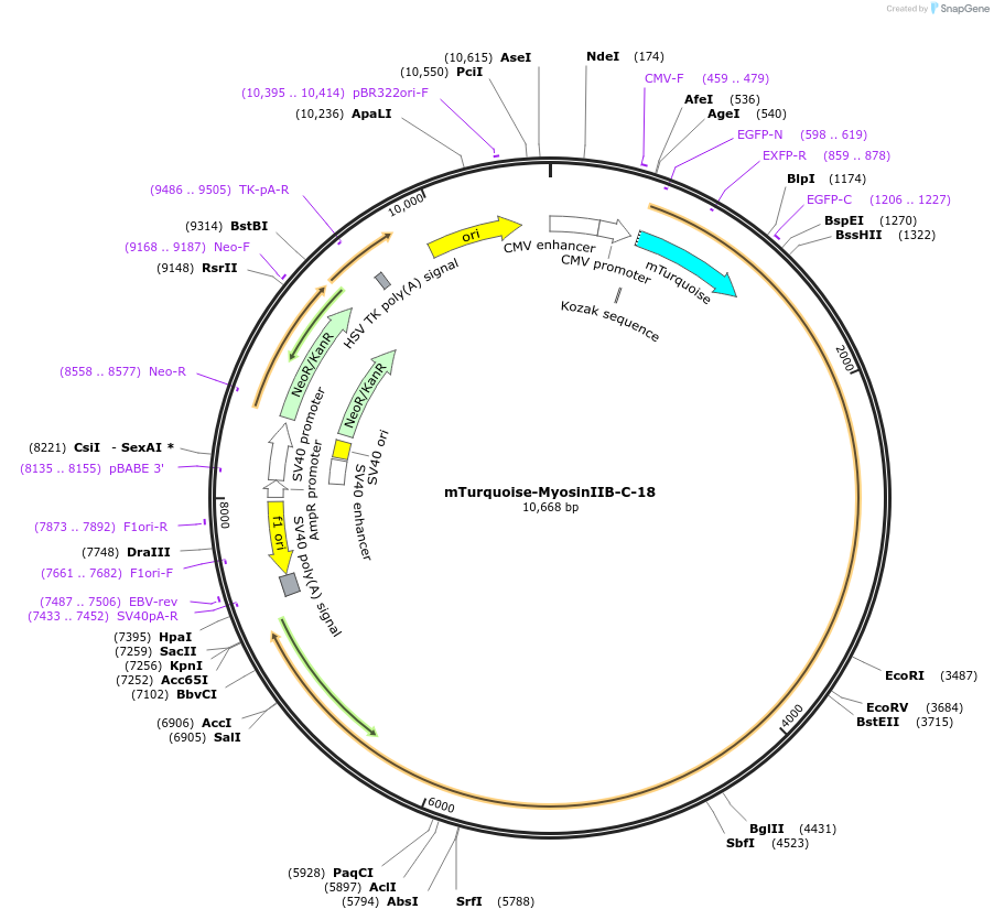 62787-plasmid-map-sequence-id-339578