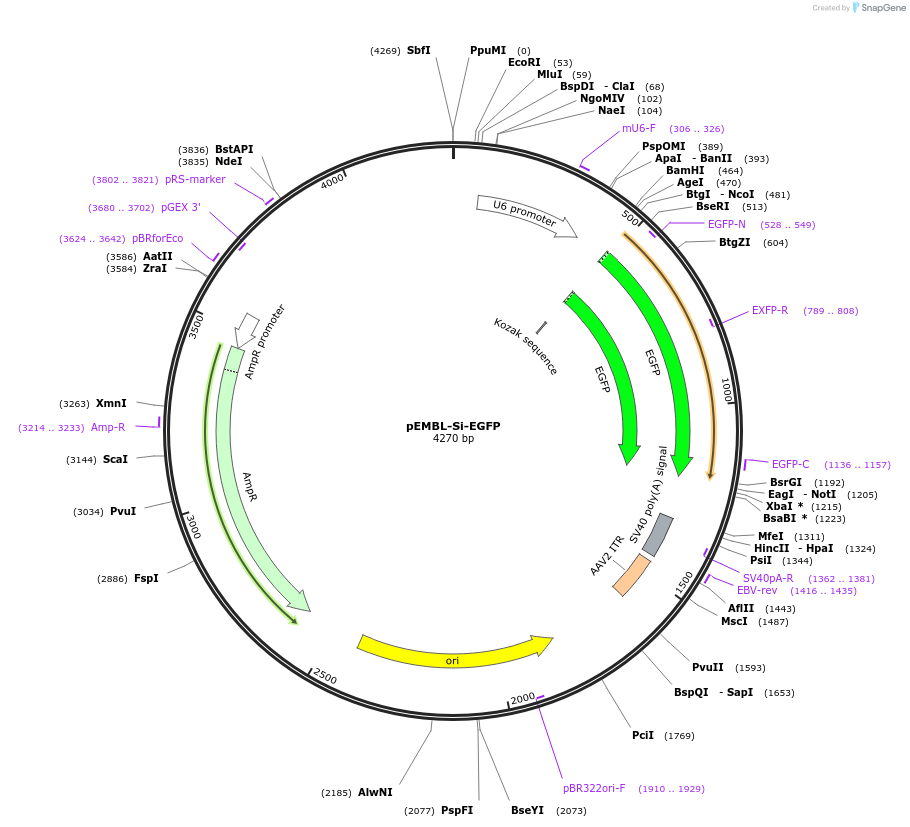 20692-plasmid-map-sequence-id-339579