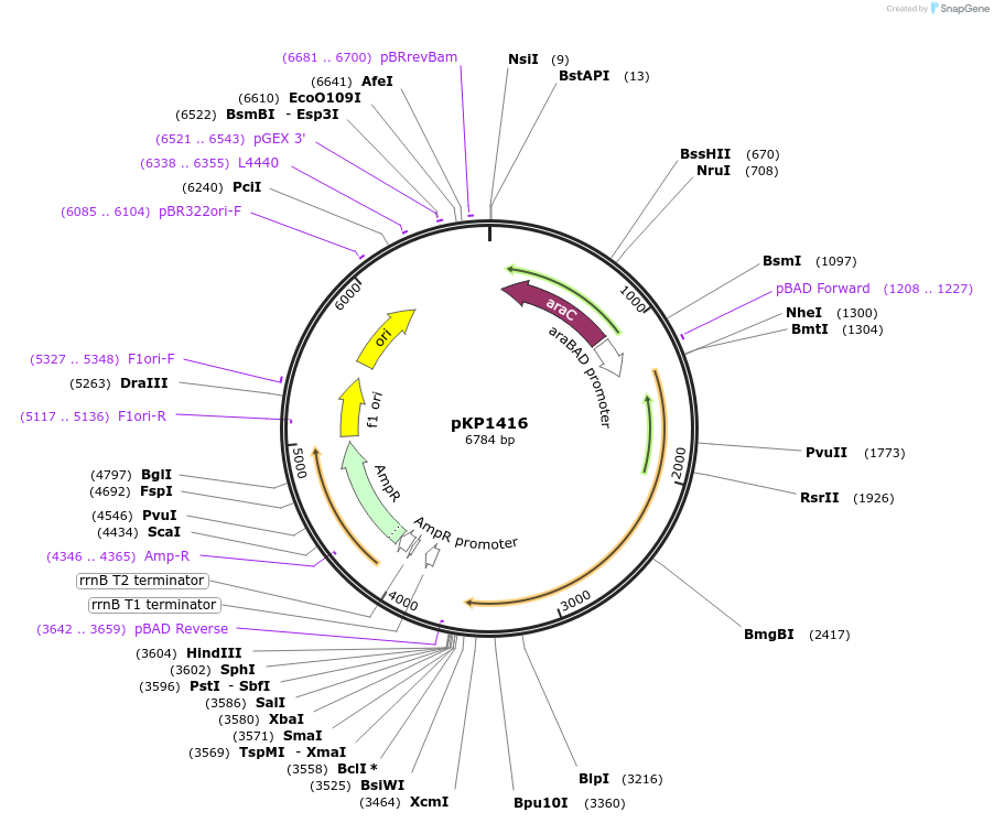 167643-plasmid-map-sequence-id-339580