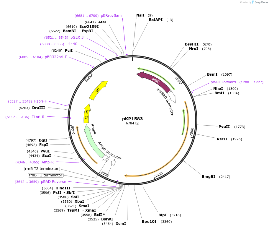 167645-plasmid-map-sequence-id-339586