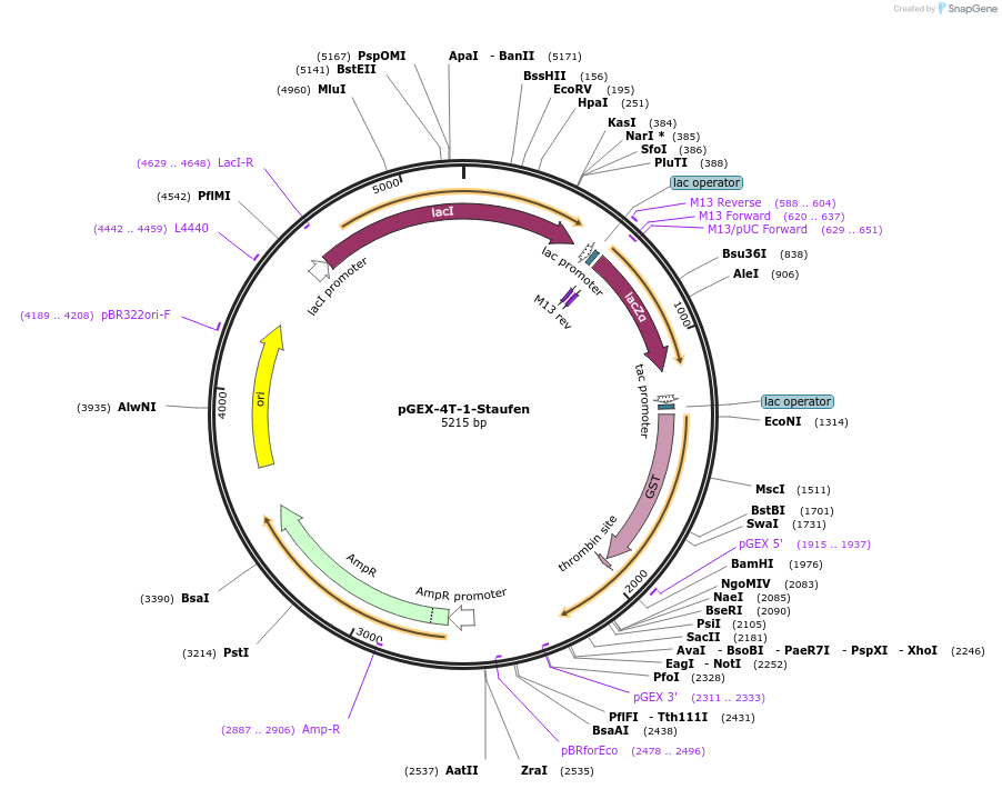 171545-plasmid-map-sequence-id-339622