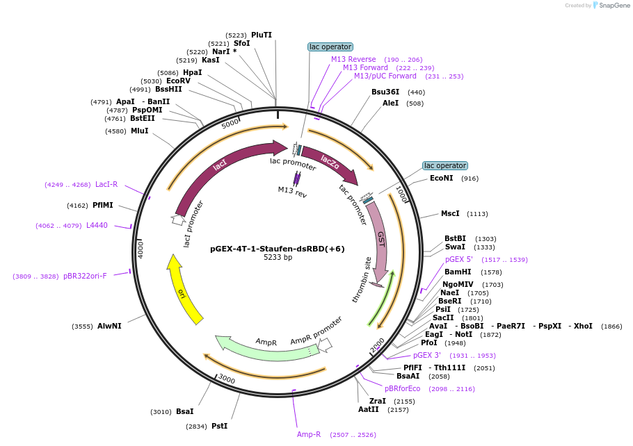 171546-plasmid-map-sequence-id-339623