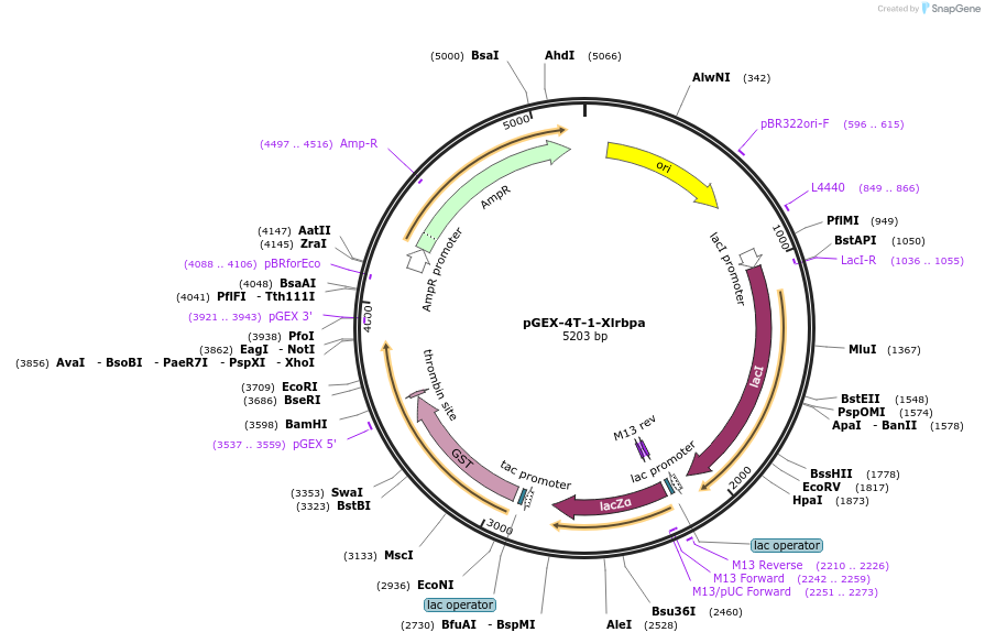 171547-plasmid-map-sequence-id-339624