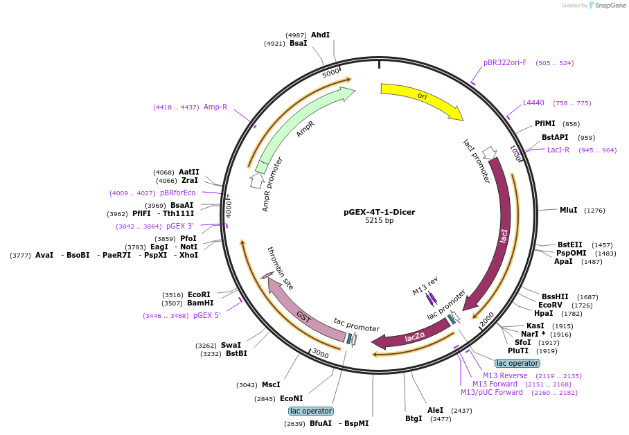 171543-plasmid-map-sequence-id-339627