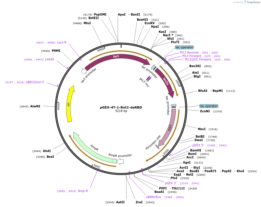 171549-plasmid-map-sequence-id-339628