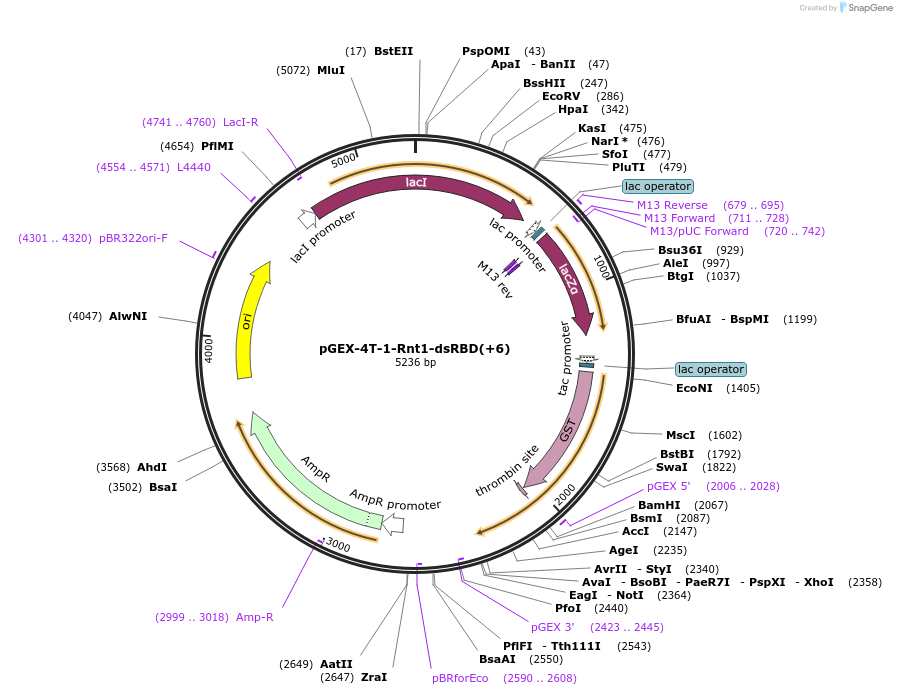 171550-plasmid-map-sequence-id-339630