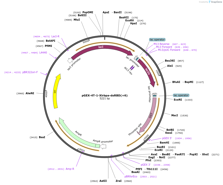 171548-plasmid-map-sequence-id-339633