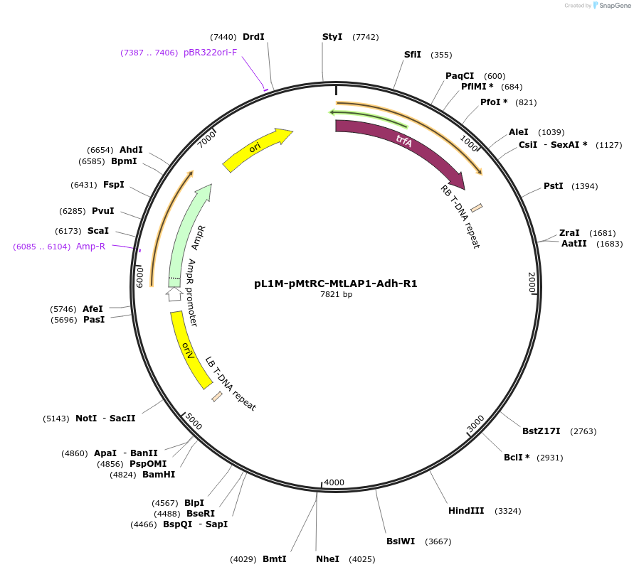 170790-plasmid-map-sequence-id-339636