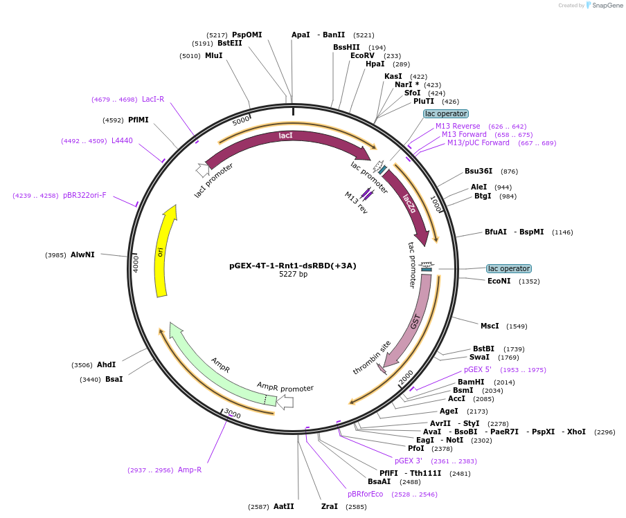 171551-plasmid-map-sequence-id-339638