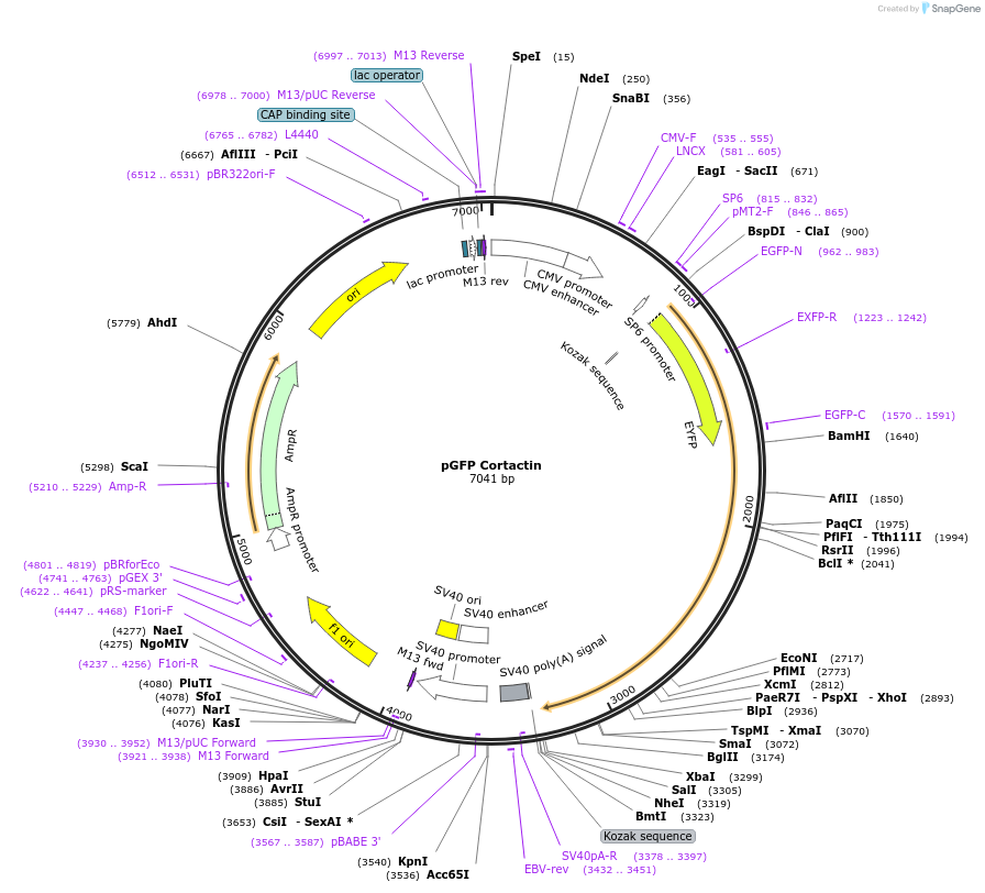50728-plasmid-map-sequence-id-339652