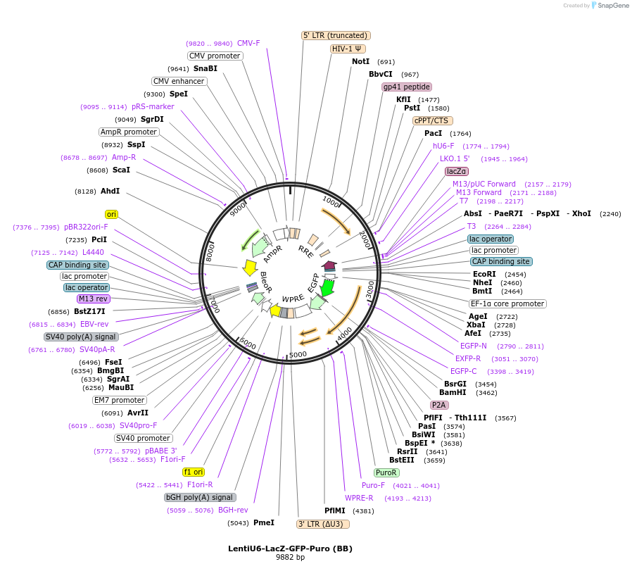 170459-plasmid-map-sequence-id-339657