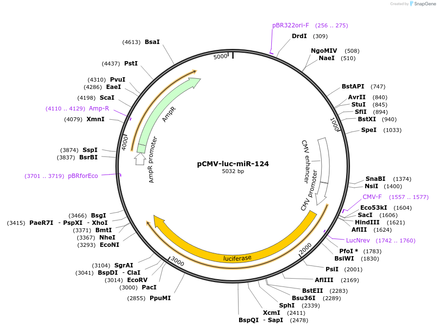 171558-plasmid-map-sequence-id-339678