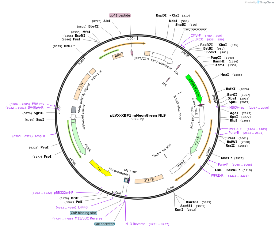 115968-plasmid-map-sequence-id-339772