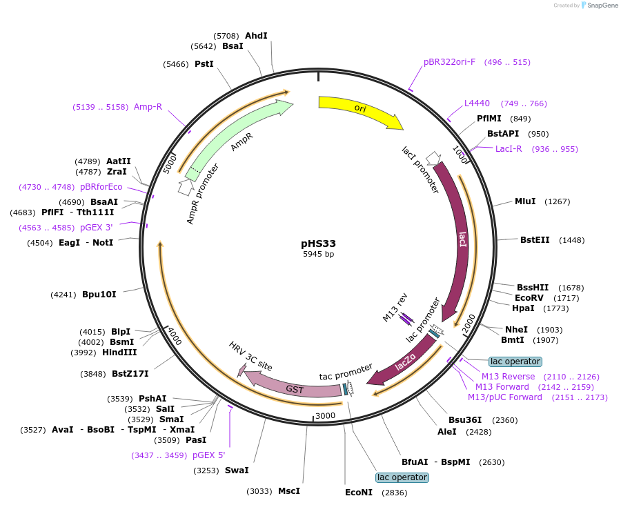 171202-plasmid-map-sequence-id-339776