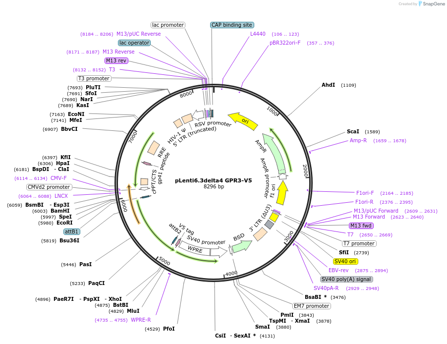 172601-plasmid-map-sequence-id-339777