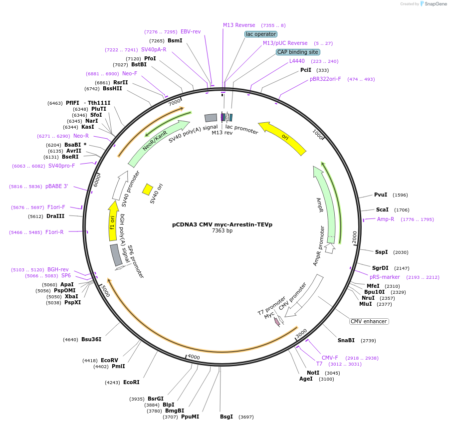 173115-plasmid-map-sequence-id-339778