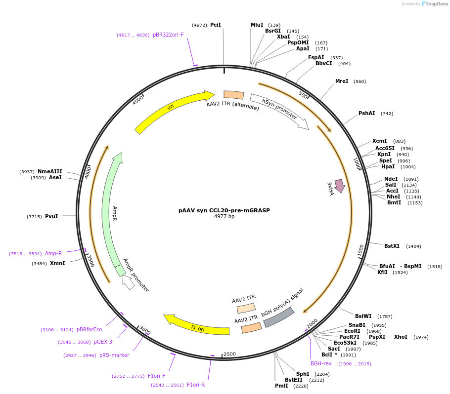 173117-plasmid-map-sequence-id-339779