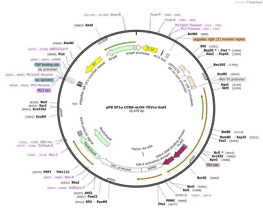 173119-plasmid-map-sequence-id-339780