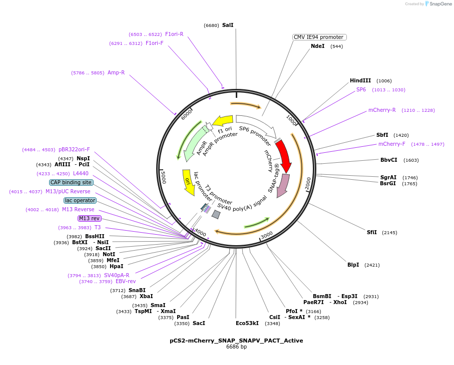 173072-plasmid-map-sequence-id-339781