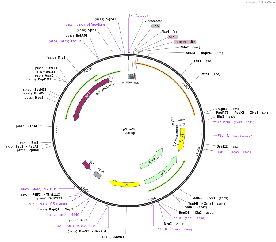 171672-plasmid-map-sequence-id-339786