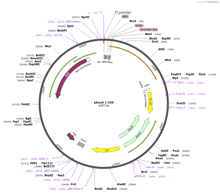 171673-plasmid-map-sequence-id-339787
