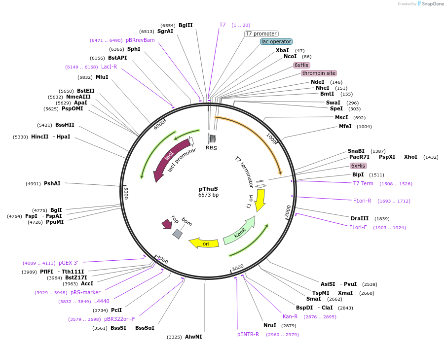 171674-plasmid-map-sequence-id-339788