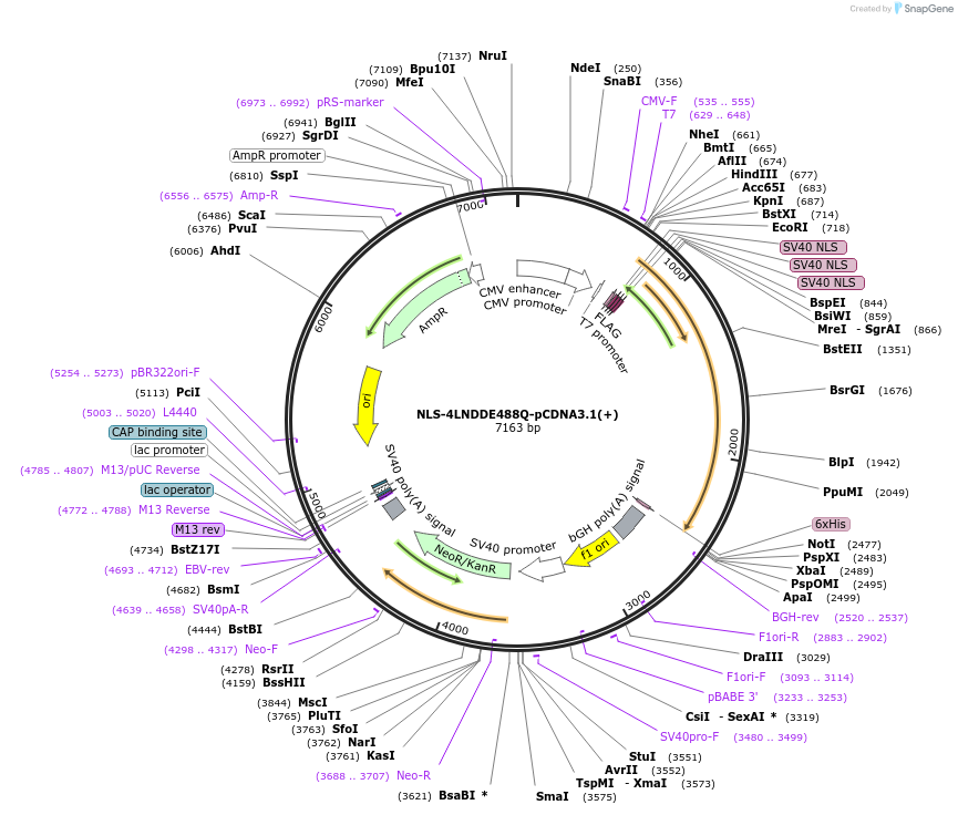 172314-plasmid-map-sequence-id-339830
