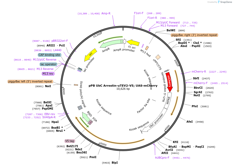 173123-plasmid-map-sequence-id-339833