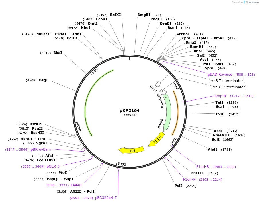 167608-plasmid-map-sequence-id-339841