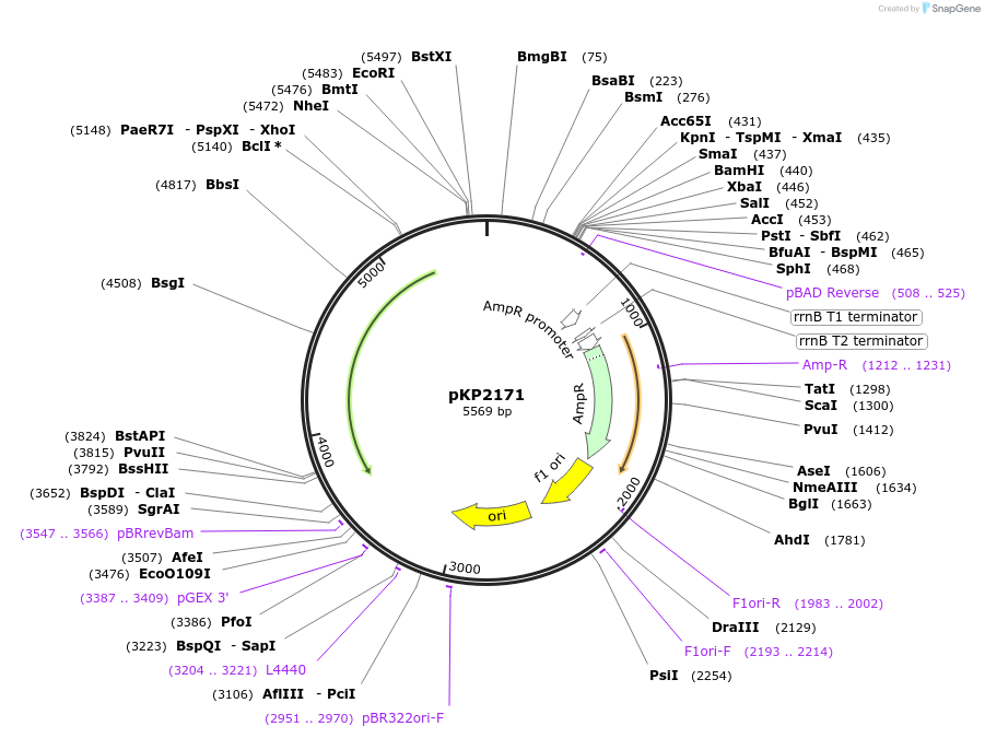 167609-plasmid-map-sequence-id-339842