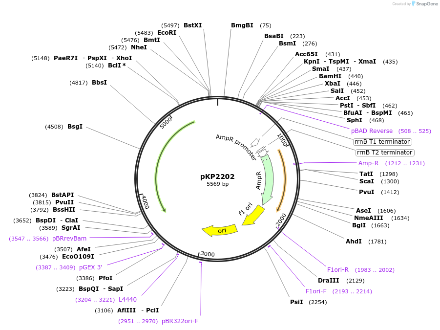 167613-plasmid-map-sequence-id-339845