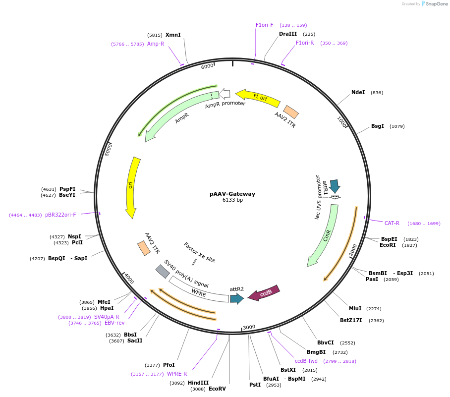 32671-plasmid-map-sequence-id-339869