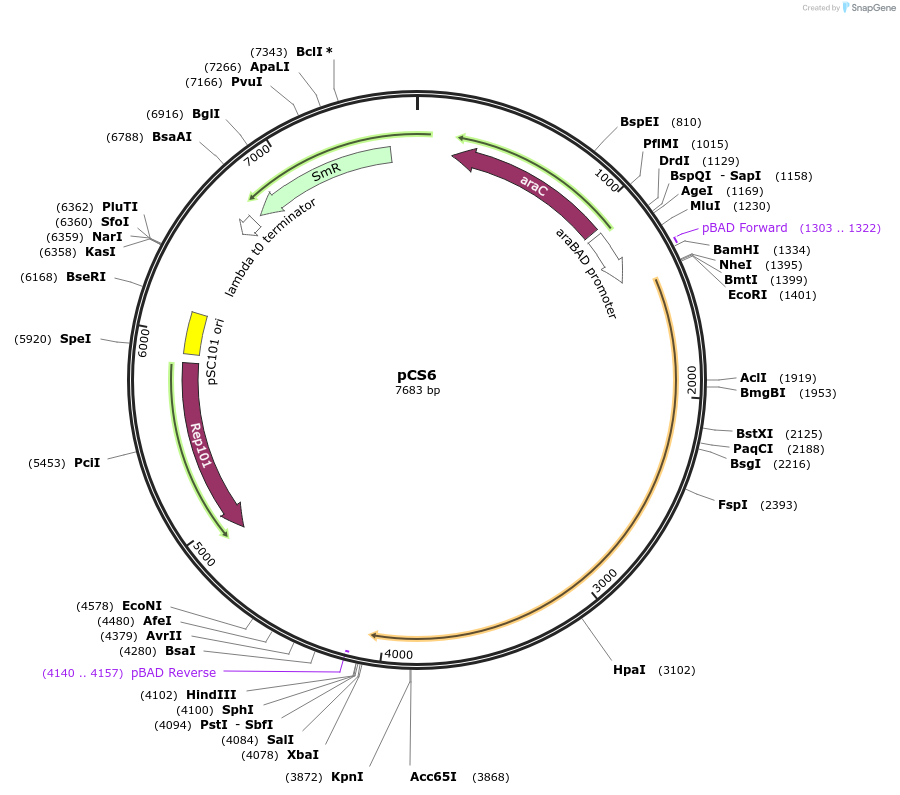 55752-plasmid-map-sequence-id-339872