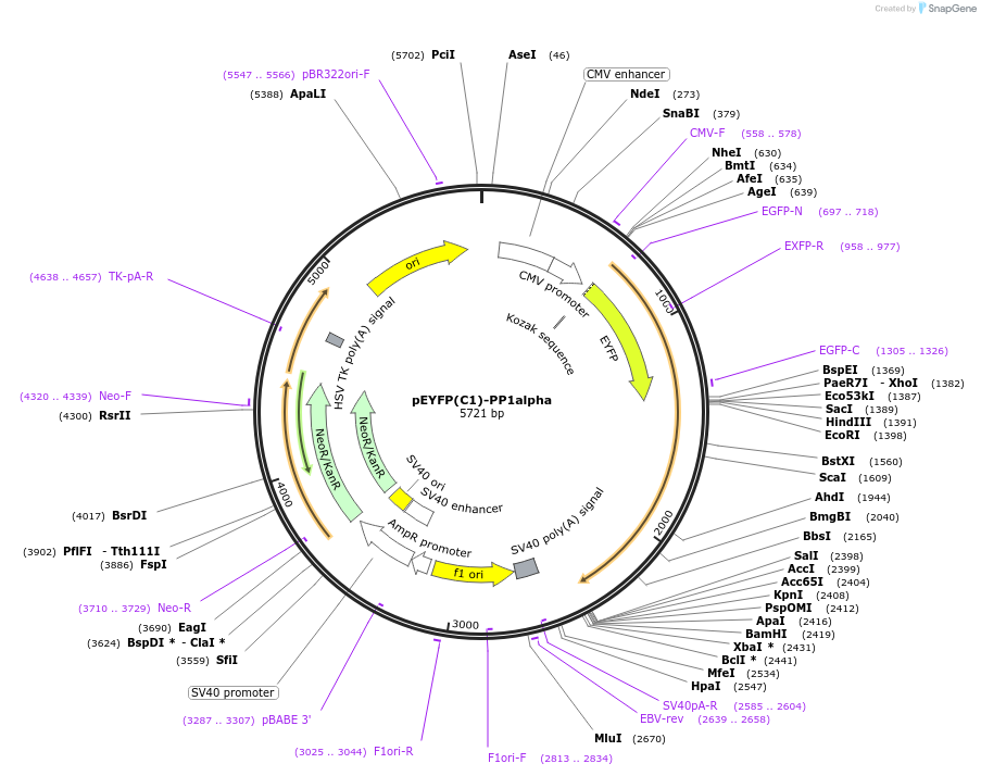 44231-plasmid-map-sequence-id-339873