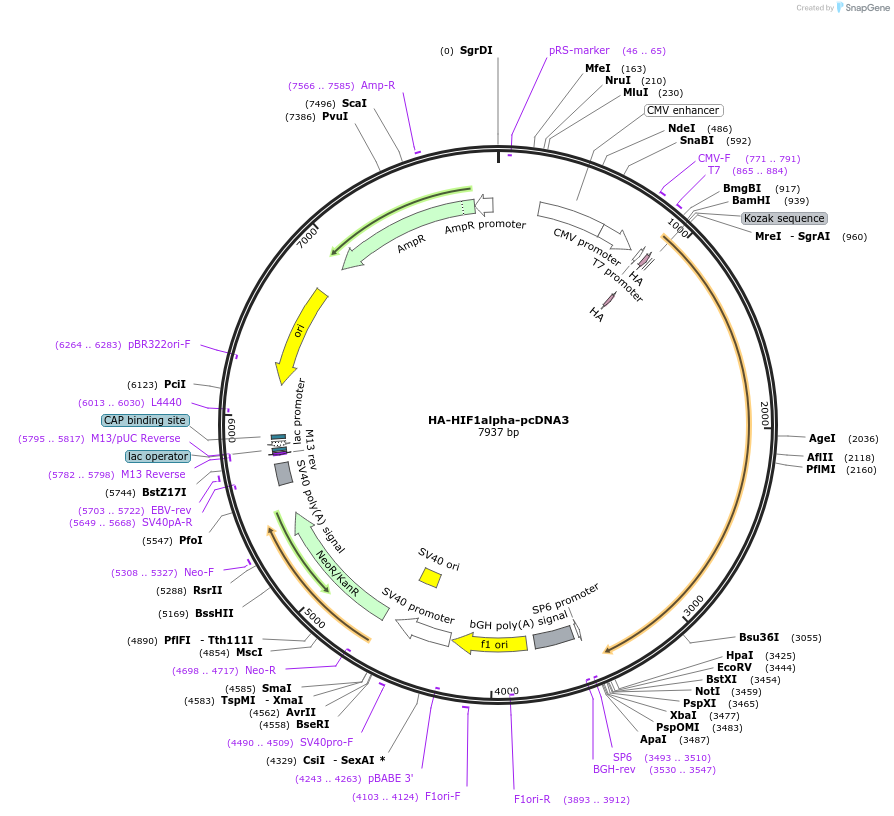 18949-plasmid-map-sequence-id-339878