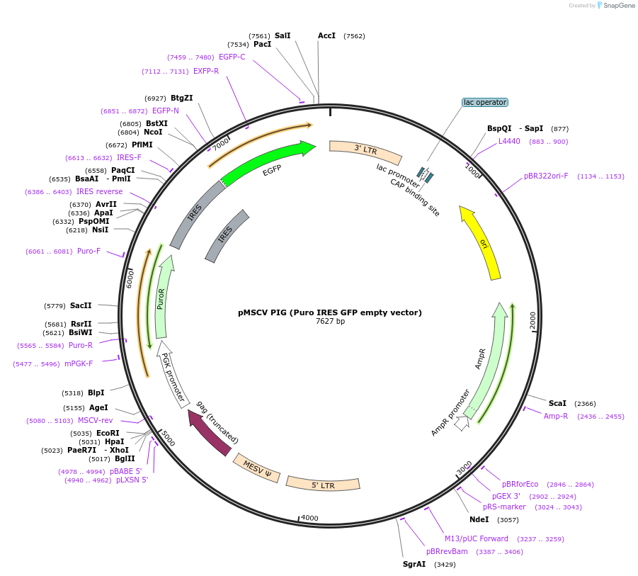 21654-plasmid-map-sequence-id-339881