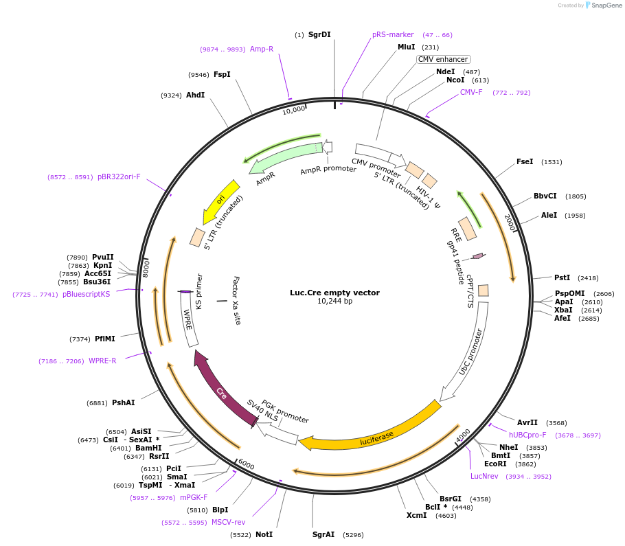 20905-plasmid-map-sequence-id-339882