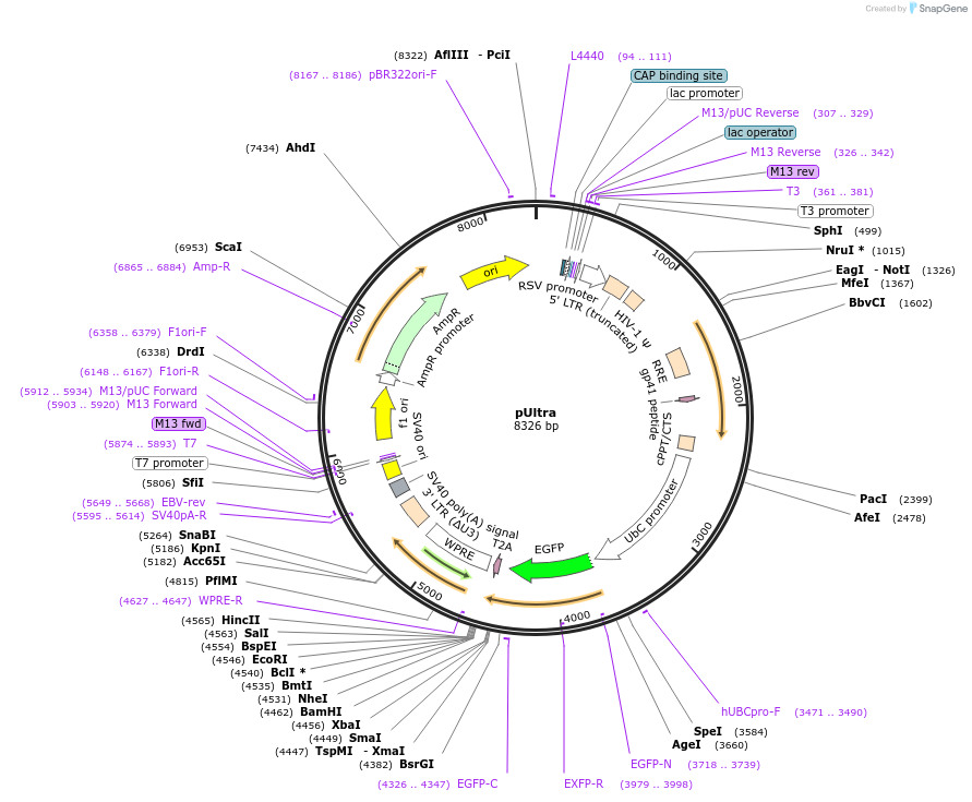 24129-plasmid-map-sequence-id-339883