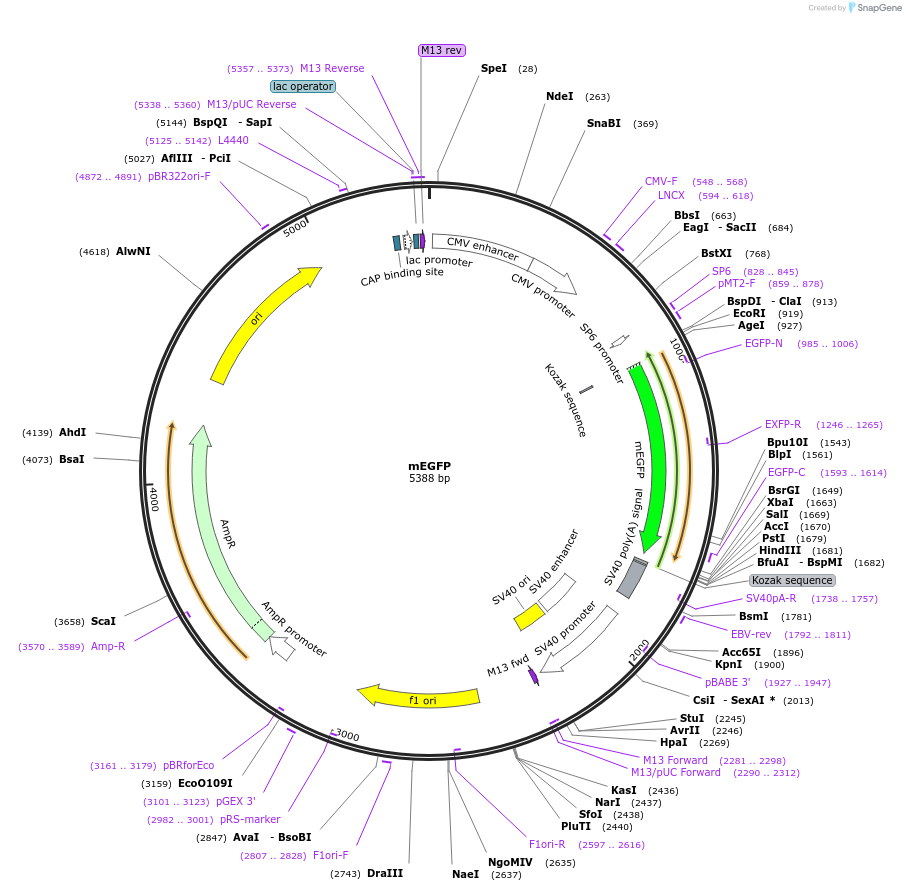 18696-plasmid-map-sequence-id-339886
