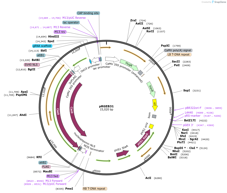 51295-plasmid-map-sequence-id-339890