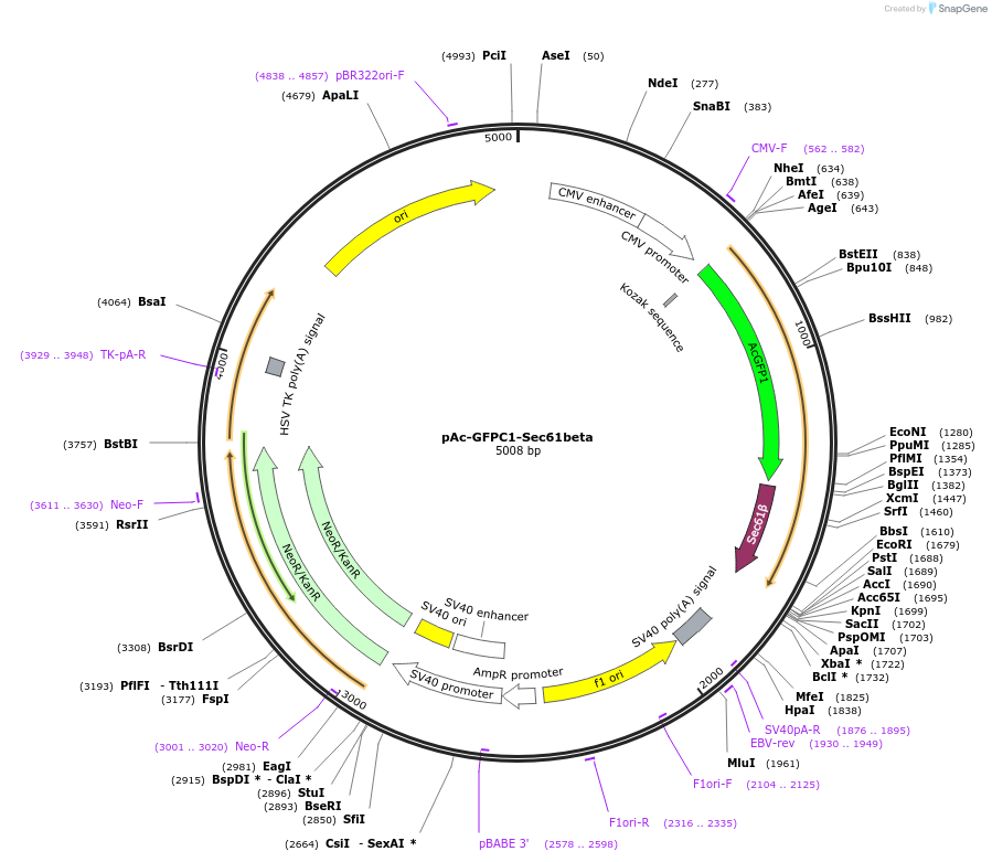 15108-plasmid-map-sequence-id-339891