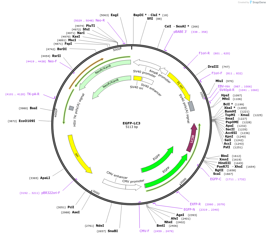 11546-plasmid-map-sequence-id-339893