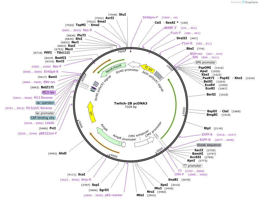 49531-plasmid-map-sequence-id-339899